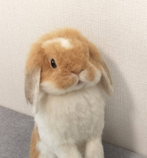 ホーランドロップ（うさぎ）ブロークンオレンジ うたっち 羊毛フェルト