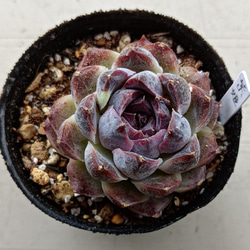 ローズアイスプラム 多肉植物 群生 多肉植物 多肉✩モンスター 通販