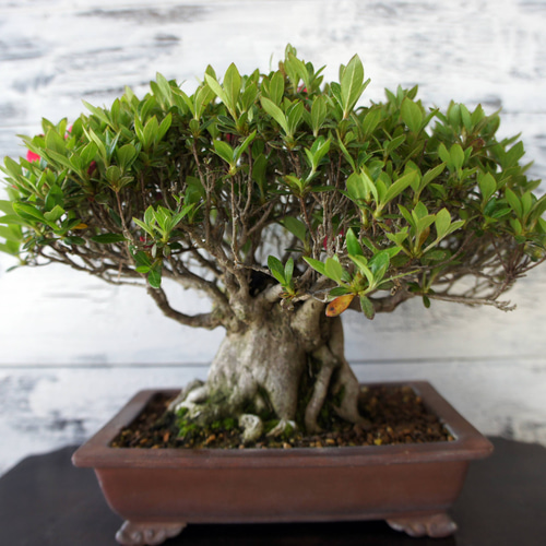 盆栽 『サツキ（珍山）』 花 和風 インテリア 園芸 ガーデニング