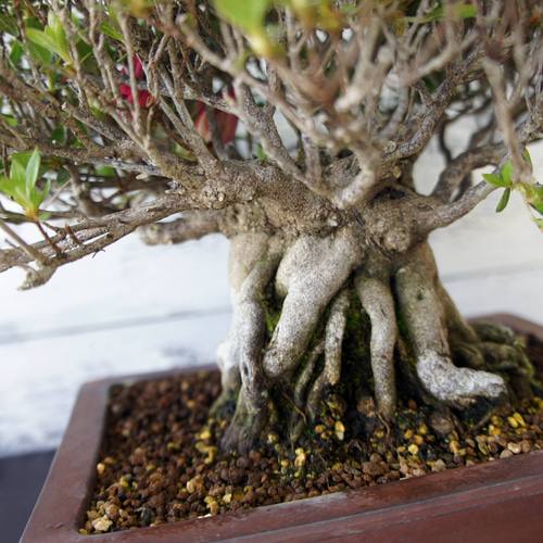 盆栽 『サツキ（珍山）』 花 和風 インテリア 園芸 ガーデニング