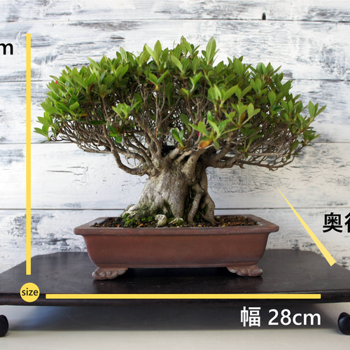 盆栽 『サツキ（珍山）』 花 和風 インテリア 園芸 ガーデニング