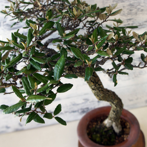 盆栽 『グミ』 インテリア 観葉植物 オブジェ ガーデニング 送料無料 b057 盆栽 『グミ』 インテリア 観葉植物 オブジェ ガーデニング 送料