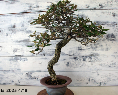 盆栽 『赤松』 和風 インテリア 観葉植物 園芸 オブジェ 送料無料 b084 a754ebae3b69552b3a05397191b114