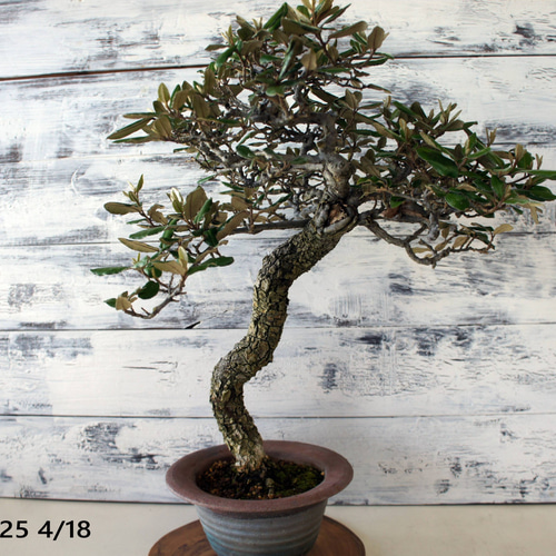 盆栽 『グミ』 和風 インテリア 花 園芸 ガーデニング オブジェ 観葉