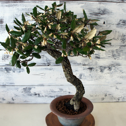 盆栽 『グミ』 和風 インテリア 花 園芸 ガーデニング オブジェ 観葉