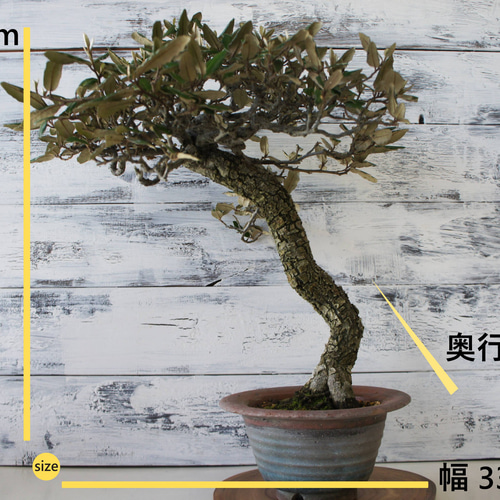 盆栽 『グミ』 和風 インテリア 園芸 ガーデニング オブジェ