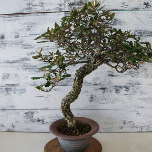 盆栽 『グミ』 和風 おしゃれ インテリア 観葉植物 送料無料 b052 盆栽 『グミ』 和風 おしゃれ インテリア 観葉植物 送料無料 b052