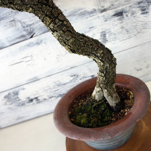 盆栽 『グミ』 和風 インテリア 園芸 ガーデニング オブジェ