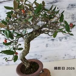 盆栽 『グミ』 和風 インテリア 花 園芸 ガーデニング オブジェ 観葉