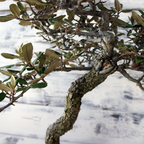 盆栽 『グミ』 和風 インテリア 花 園芸 ガーデニング オブジェ 観葉