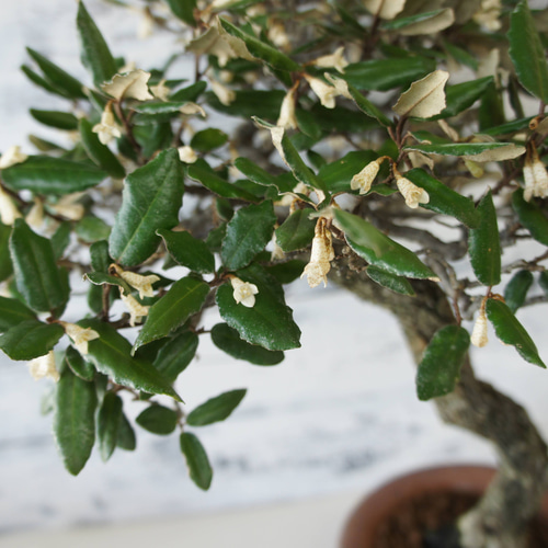 盆栽 『グミ』 和風 インテリア 花 園芸 ガーデニング オブジェ 観葉