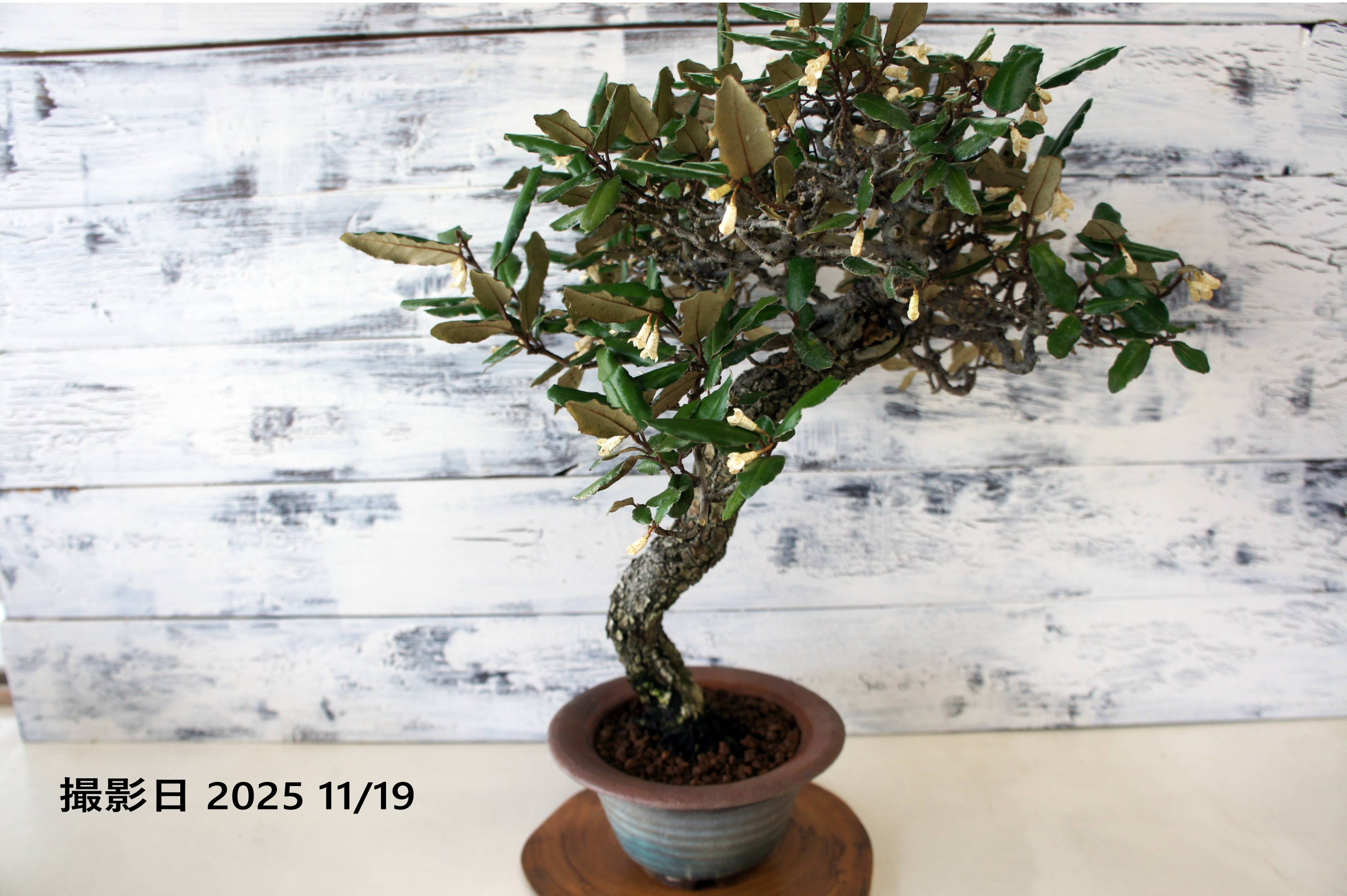 盆栽 『グミ』 和風 インテリア 花 園芸 ガーデニング オブジェ 観葉