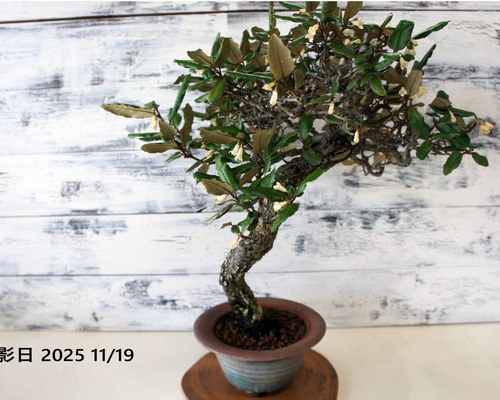 盆栽 『グミ』 和風 インテリア 花 園芸 ガーデニング オブジェ 観葉