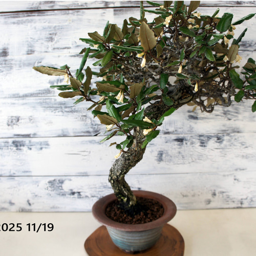 盆栽 『グミ』 インテリア 観葉植物 オブジェ ガーデニング 送料無料 b057 盆栽 『グミ』 和風 インテリア 花 園芸 ガーデニング オブジェ 観葉