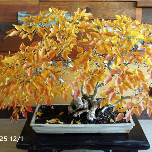 盆栽 『ブナ』 和風 インテリア 紅葉 園芸 ガーデニング オブジェ 観葉