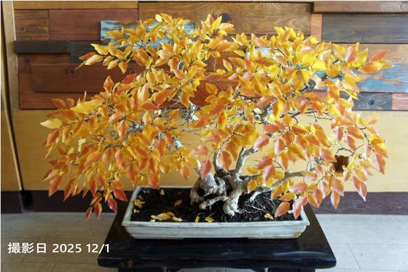 盆栽 『ブナ』 インテリア 園芸 観葉植物 ガーデニング 送料無料 b115 盆栽 『ブナ』 インテリア 園芸 観葉植物 ガーデニング 送料無料 b115