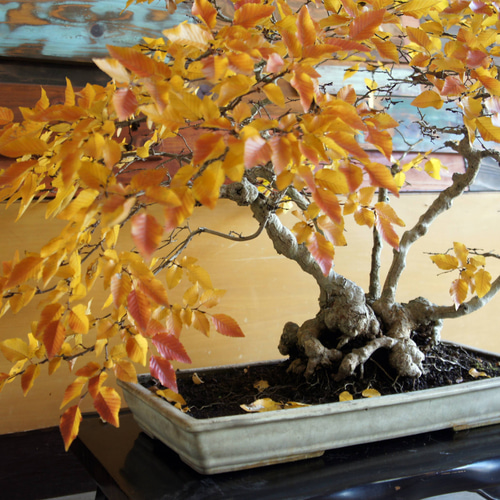 盆栽 『ブナ』 和風 インテリア 紅葉 園芸 ガーデニング オブジェ 観葉