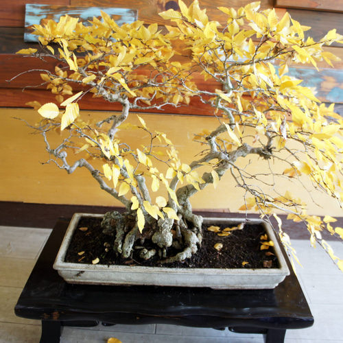 盆栽 『ブナ』 和風 インテリア 紅葉 園芸 ガーデニング オブジェ 観葉