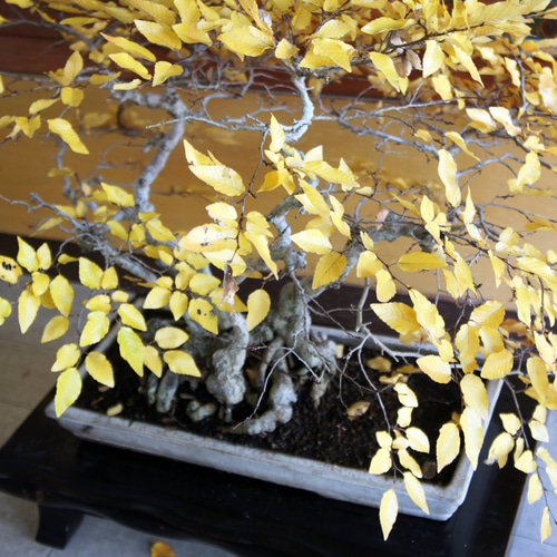 盆栽 『ブナ』 和風 インテリア 紅葉 園芸 ガーデニング オブジェ 観葉