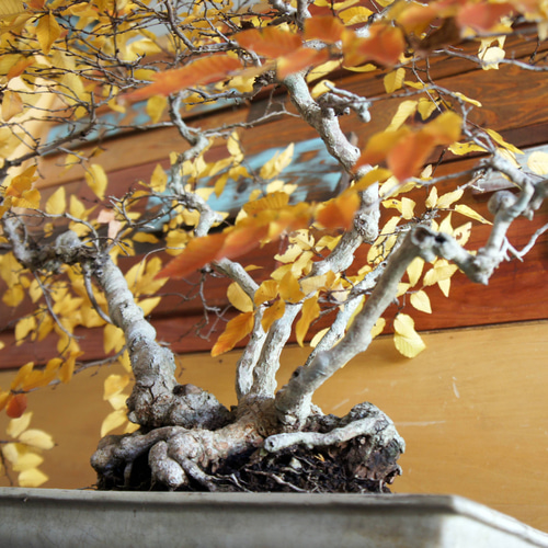 盆栽 『ブナ』 和風 インテリア 紅葉 園芸 ガーデニング オブジェ 観葉