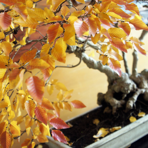 盆栽 『ブナ』 和風 インテリア 紅葉 園芸 ガーデニング オブジェ 観葉