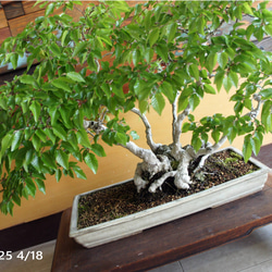 盆栽 『真柏』 和風 インテリア 観葉植物 園芸 オブジェ 送料無料 b082 8d5c4321d15e71c1755c0177c79742