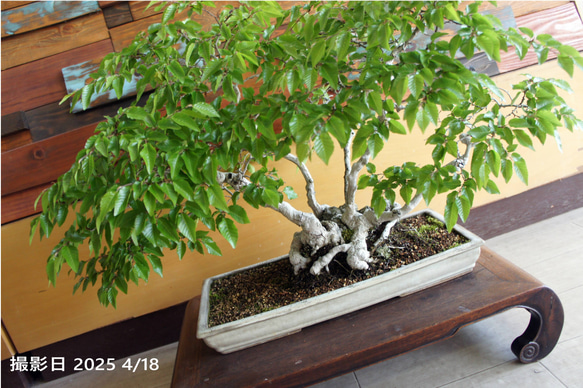 盆栽 『ブナ』 インテリア 園芸 観葉植物 ガーデニング 送料無料 b115 盆栽 『ブナ』 和風 インテリア 紅葉 園芸 ガーデニング