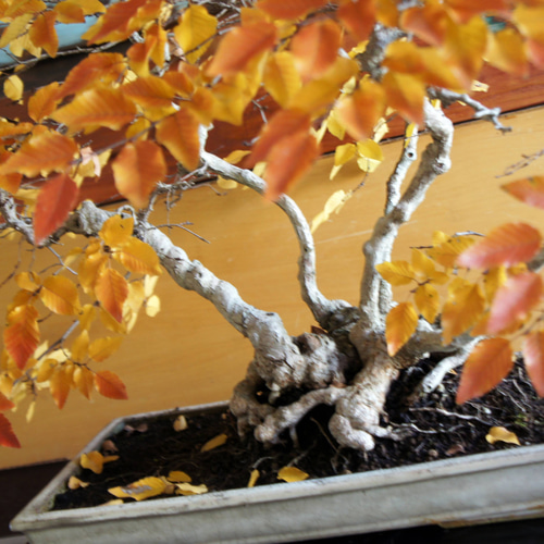 盆栽 『ブナ』 和風 インテリア 紅葉 園芸 ガーデニング オブジェ 観葉