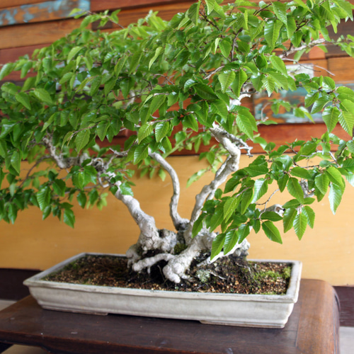 盆栽 『ブナ』 和風 インテリア 紅葉 園芸 ガーデニング オブジェ 観葉