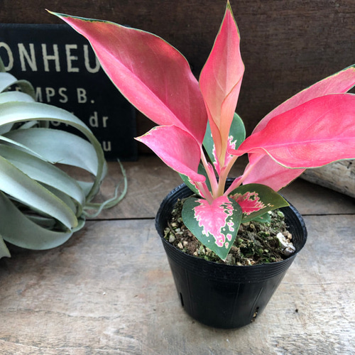 チャイナレッド♡アグラオネマ♡観葉植物♡インテリア アートフラワー