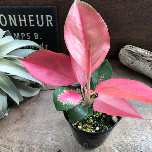 チャイナレッド♡アグラオネマ♡観葉植物♡インテリア アートフラワー