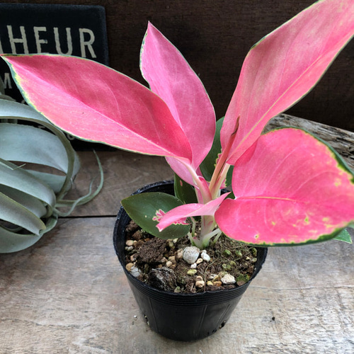 チャイナレッド♡アグラオネマ♡観葉植物♡インテリア アート