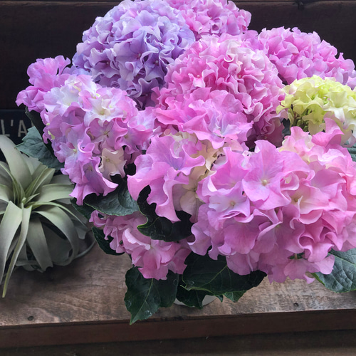 新品種♡クレイジーテンシア♡ピンク♡アジサイ♡ アートフラワー パリ