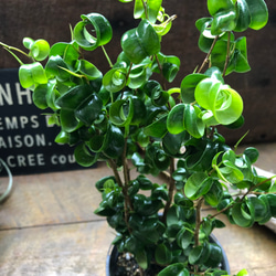 パリジェンヌ♡植物販売 パリジェンヌ - メルカリShops