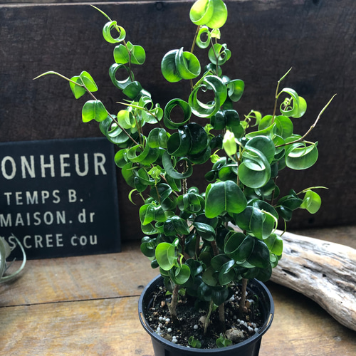 ベンジャミンバロック♡3.5号♡観葉植物♡インテリア アートフラワー