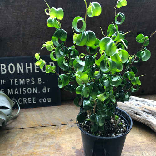 ベンジャミンバロック♡3.5号♡観葉植物♡インテリア アートフラワー