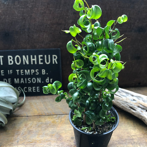 ベンジャミンバロック♡3.5号♡観葉植物♡インテリア アートフラワー