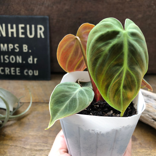 エルチョコレッド♡希少♡フィロデンドロン♡観葉植物♡ アート