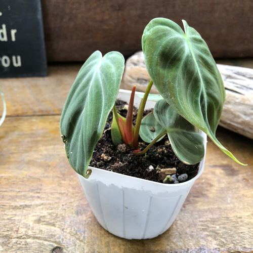 エルチョコレッド♡希少♡フィロデンドロン♡観葉植物♡ アート