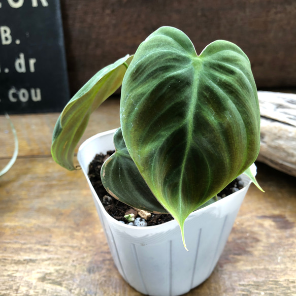 【観葉植物】レア　フィロデンドロン リンナエイ　パープルバック 観葉植物】レア フィロデンドロン リンナエイ パープルバック 【公式通販】