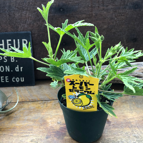 スーパーレモンゼラニウム♡レモンの香り♡ハーブやお料理に♡ アート