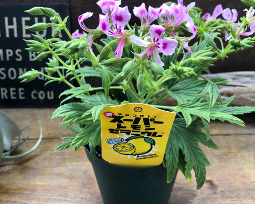 スーパーレモンゼラニウム♡レモンの香り♡ハーブやお料理に♡ アート