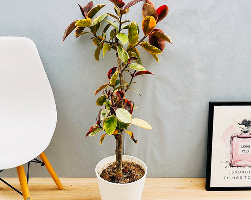 ［現品］97番　フィカスルビー　曲がり　8号　観葉植物　室内　ゴムの木 可愛い 38882ef35f5d9238ba48b3c60beb2d
