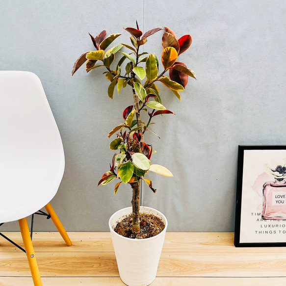 現品］40番 フィカスルビー 8号 観葉植物 室内 ゴムの木 ストレート