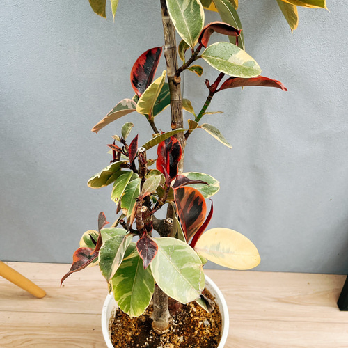 現品］40番 フィカスルビー 8号 観葉植物 室内 ゴムの木 ストレート