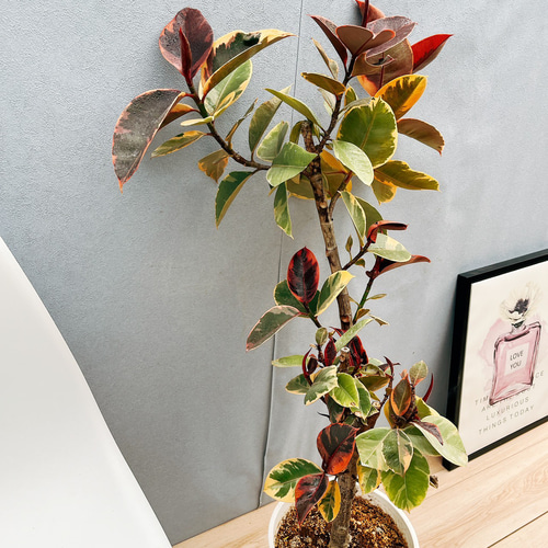 現品］40番 フィカスルビー 8号 観葉植物 室内 ゴムの木 ストレート