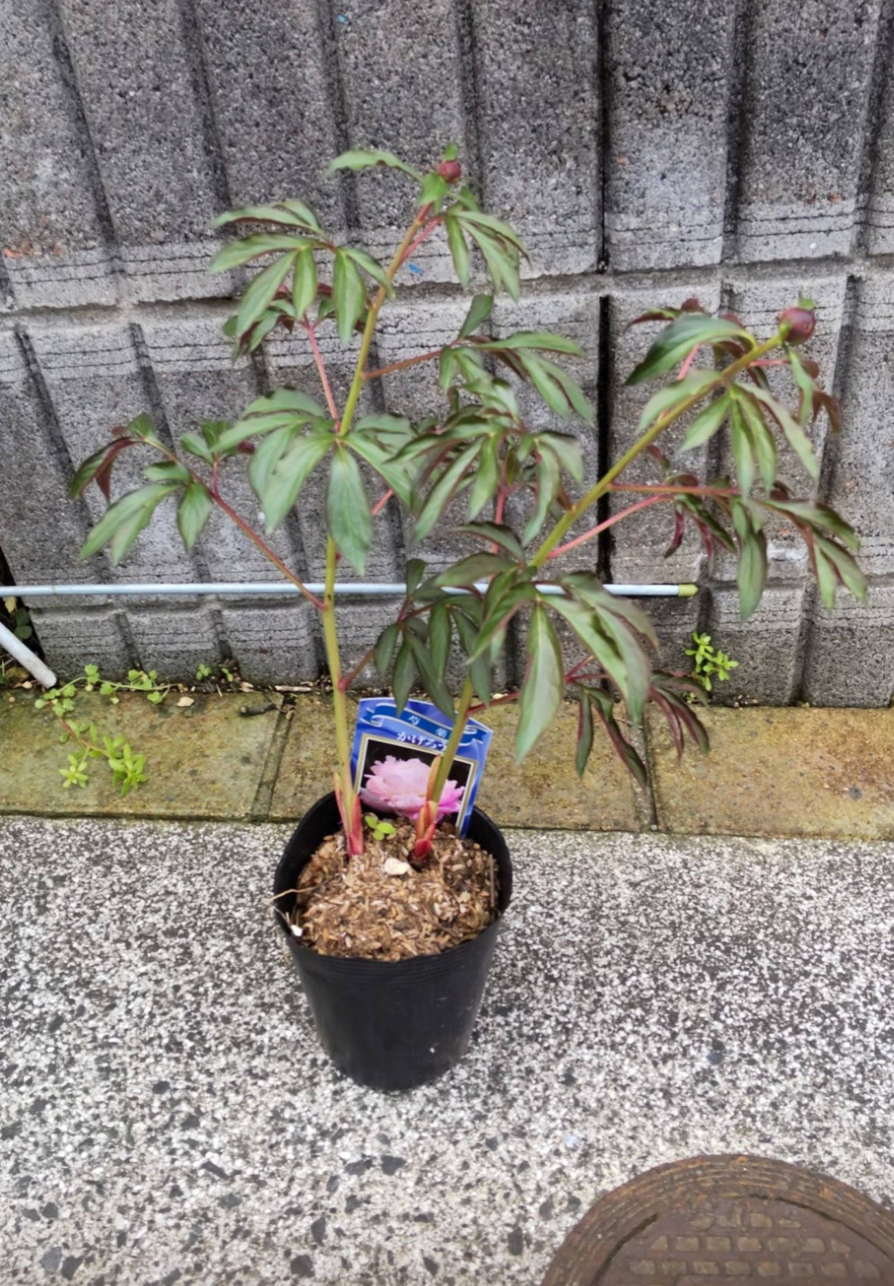 芍薬【かげろう】1日でも早く花を見たい方 ダークリーフが好みの方へおすすめヤマト100サイズ