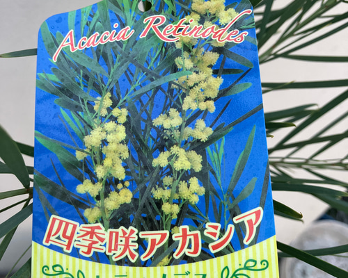 アカシア　レティノデス　四季咲きアカシア 四季咲きアカシア＊レティノデス＊常緑樹＊ミモザアカシア＊ アート