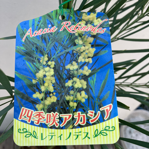 アカシア　レティノデス　四季咲きアカシア 四季咲きアカシア＊レティノデス＊常緑樹＊ミモザアカシア＊ アート