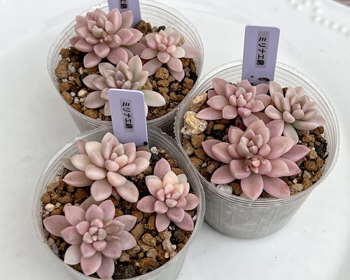 本日特売　錦&人気種&普及種　カット苗　多肉植物 多肉植物 ミリナエ錦 3カット 韓国苗 多肉植物 pariʚ